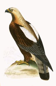 Aquila imperiale, illustrazione da 