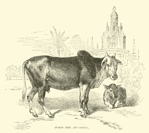 Zebu indiano, Bos indicus da English School