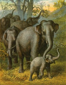 Elefanti indiani