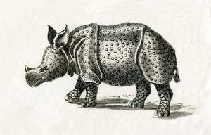 Rinoceronte indiano, o rinoceronte maggiore con un corno, Rhinoceros unicornis da English School