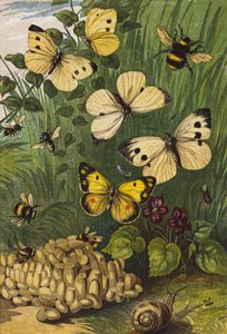 Insetti (litografia a colori)
