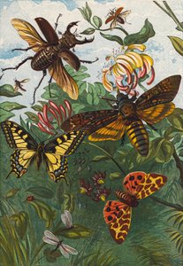 Insetti (litografia a colori)