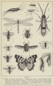Insetti (incisione)
