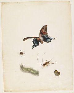 Insetti, c.1805 da English School