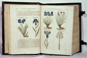 Iris (Fiori di luce), sei varietà da 
