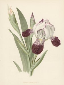 Iris Victorine da English School