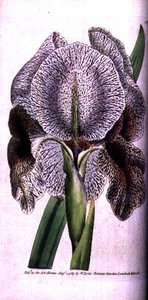Iris susiana da English School