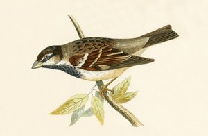 Passero domestico italiano, illustrazione da 