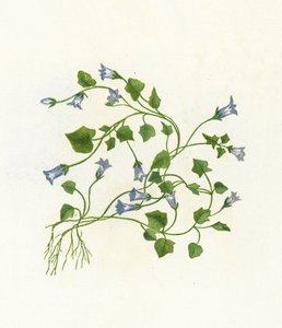 Campanula Hederacea da English School