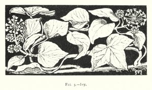 Edera (incisione)