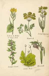 Alliaria, Cicuta, Cipero Lungo, Ginepro, Epatiche, Giacinto da English School
