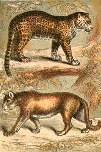 Giaguaro e Puma da English School