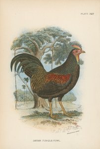 Gallo della giungla giavanese da English School