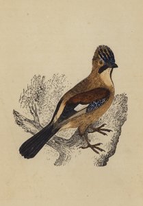 Ghiandaia (litografia a colori)