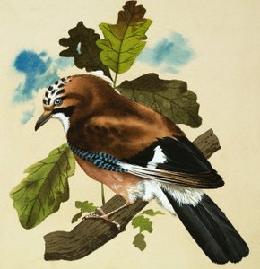 Ghiandaia