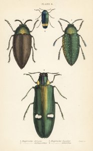 Coleotteri gioiello: Buprestis chrysis, Buprestis sternicornis, Buprestis bicolor, Buprestis amoena da English School
