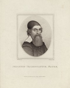 Johannes Tradescantus Pater