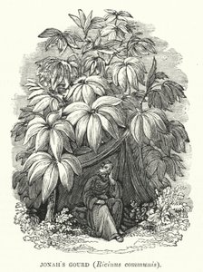 Zucca di Giona, Ricinus communis (incisione) da English School