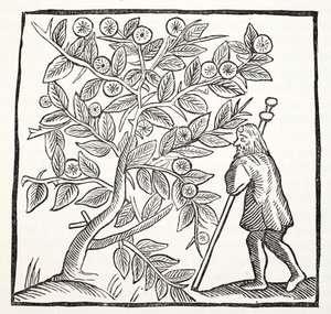 Giuseppe di Arimatea e il Biancospino di Glastonbury, illustrazione da Chap-books of the Eighteenth Century di John Ashton, pub. 1882 da English School