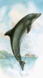 Delfino che salta