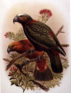 Pappagallo Kaka e varietà Kaka-Kura da 