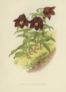 Fritillaria della Kamchatka o giglio della Kamchatka da English School