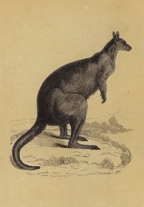 Canguro da English School