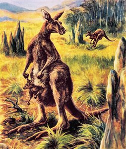 Canguro da English School