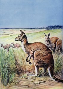 Canguri, Australia (litografia a colori) da English School