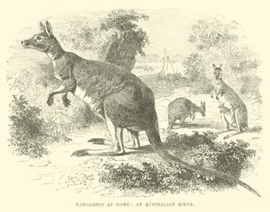 Canguri a casa, una scena australiana da English School