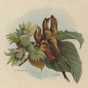 Nocciole Kentish, Nocciole Filberts da English School