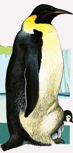 Pinguino reale da English School