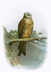 Aquilone