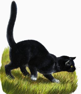 Gattino