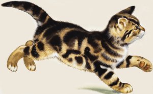 Gattino da English School