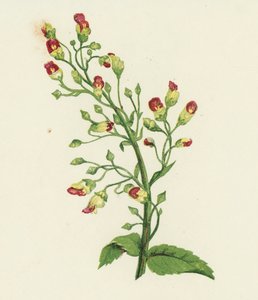 Scrofularia nodosa, Scrophularia Nodosa da English School