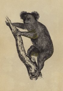 Koala da English School