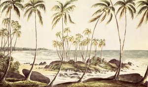 Spiaggia di Kosgoda, Ceylon, c.1835 (acquerello su carta)