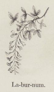 Laburnum (incisione)