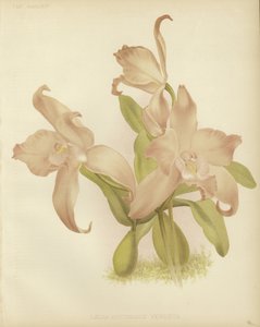 Laelia autumnalis venusta da English School