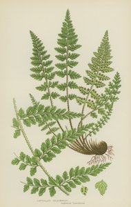 Asplenio lanceolato
