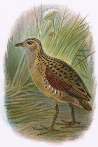 Rallo di terra