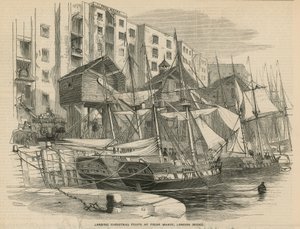 Scarico dei frutti di Natale a Fresh Wharf da English School