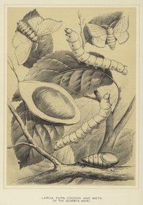 Larva, pupa, bozzolo e falena del Bombyx mori