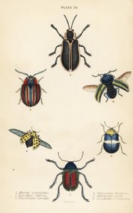 Insetti foglia: Alurnus marginatus, Eumolpus curpreus, Chrysolina cerealis, Chrysolina fastuosa, Oedionychis cincta, Psyllobora vigintiduopunctata da English School