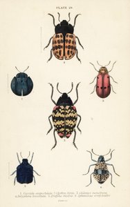 Coleotteri delle foglie: Cyrtonota sexpustulata 1, Lachnaia hirta 2, Chlamys monstrosa 3, Doryphora tessellata 4, Erotylus histrio 5 e Spheniscus erotyloides 6