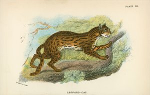 Gatto-Leopardo da English School