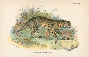 Gatto-leopardo, varietà giavanese da English School