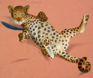 Cucciolo di leopardo