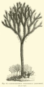 Lepidodendron Sternbergh, restaurato da English School